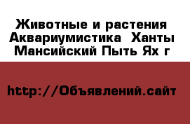 Животные и растения Аквариумистика. Ханты-Мансийский,Пыть-Ях г.